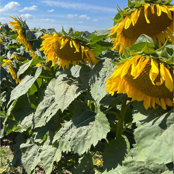 Meet your Posher, Aubrey - Picture 1 of 1